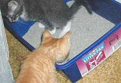 They help us, but not our cats