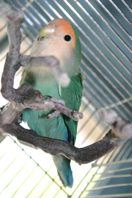 Healthy Lovebird.