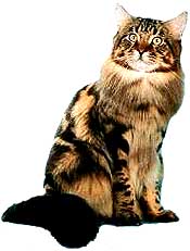 The Maine Coon Cat