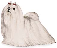Maltese