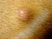Canine Mast Cell Tumor