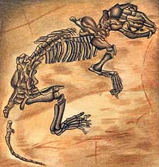 Drawing of a Miacis Skeleton