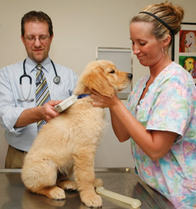 Veterinarian scanning for a microchip.