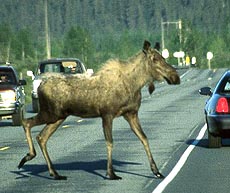 Moose