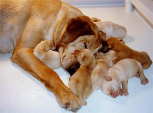 Mother with Puppies