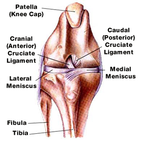 Normal Knee Joint of a Dog