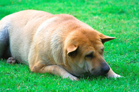 Obese animals tend to have shorter lifespans