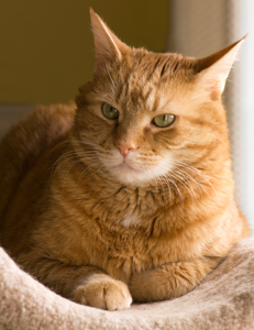 Change Generates Stress For Older Cats
