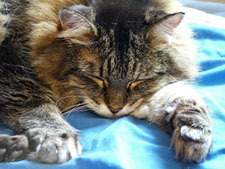 Keep an eye on your senior pets for signs of aging