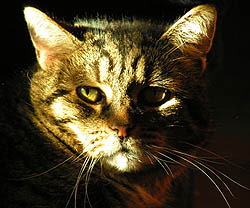If you notice a lump on your pet, have your veterinarian examine him or her.