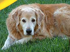 golden retriever lipoma vets animal hospital golden retriever lipoma vets animal hospital