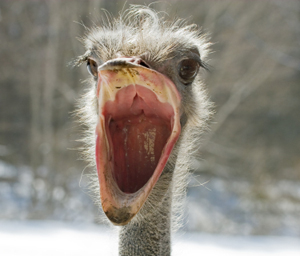 Ostrich Facts.