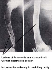 Panosteitis