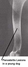 Panosteitis