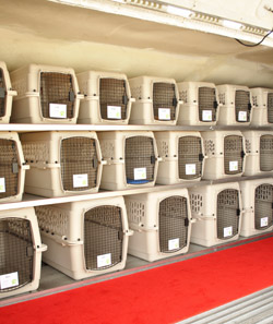 Pets travel in style on Pet Airways
