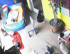 Example of a doggy daycare pet cam
