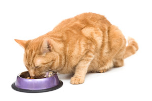Tainted pet food may have sickened or killed thousands of pets in 2007.