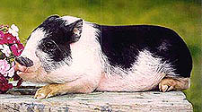 Potbellied Pig