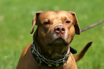 BSL targets Pitbulls and other so-called 'dangerous dogs'