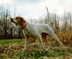 Pointer