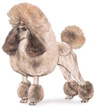 Poodle