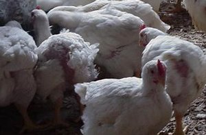 Outdoor poultry farms are more at risk than commercial farms.