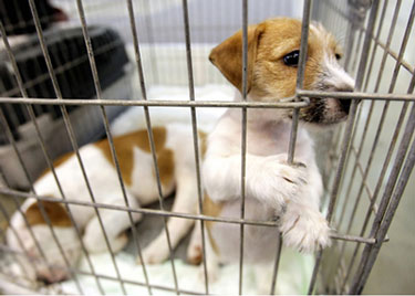 Puppies in Cage