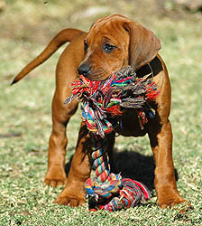 Train and play with your pup