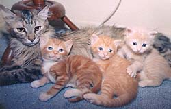 A mother and kittens