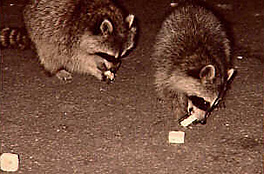 raccoon_eating_bait.jpg