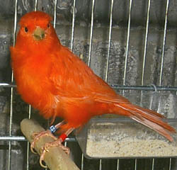 Red Canary