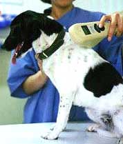 Scanning for a Microchip
