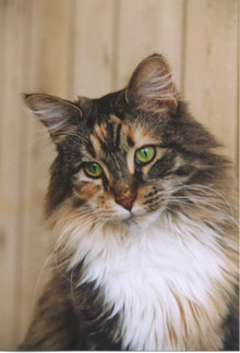 As your cat ages, changes occur in his or her physical condition that warrant more frequent trips to the veterinarian.