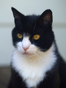 Cats over seven years of age should have an exam at least twice a year.