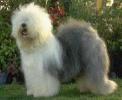 Sheepdog