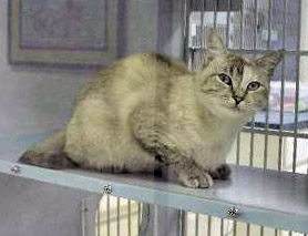 Consider adopting a cat.