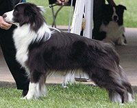 Border Collie