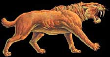 Saber-Toothed Tiger