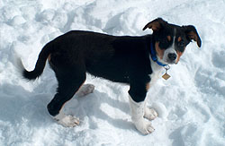 Puppies do not tolerate cold as well as adult dogs