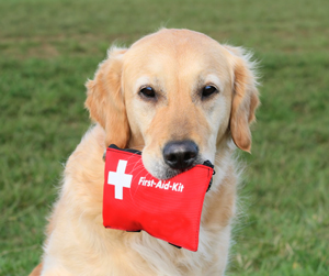 Therapy Pets and the Elderly