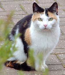Ivyleaf: Medicine Cat