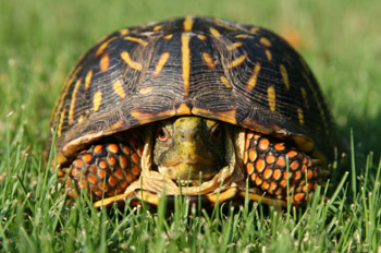 Turtle"