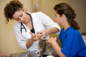 Regular Veterinary Visits Assist with the Health of Your Pet.