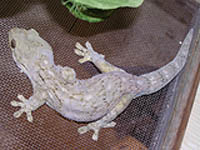Walhberg Velvet Gecko