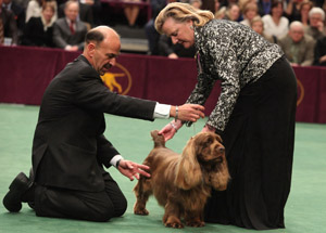 Stump is judged during the Best in Show portion of the Westminster Kennel Club dog show