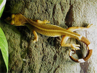 White-lined gecko