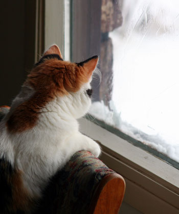 Keep your cat inside