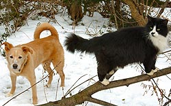 Playing in the snow