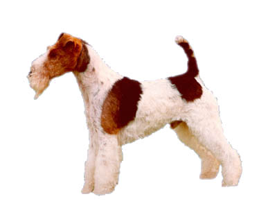 Wire-haired Fox Terrier