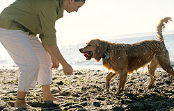 Training provides benefits to all dogs